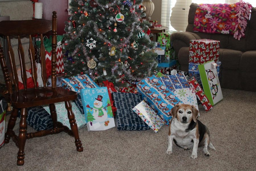 The authors pet beagle, Sophie, on Christmas morning.
